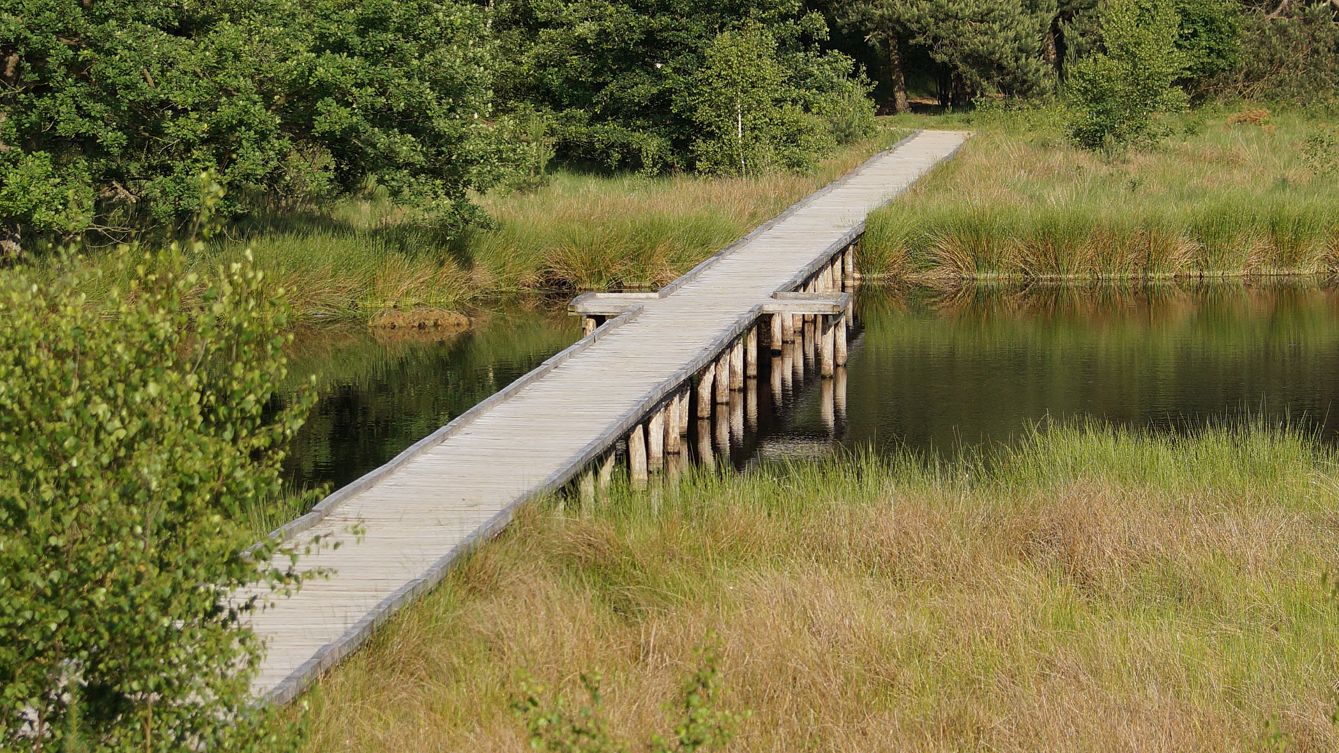 Sandiger Waldweg in den Maasduinen